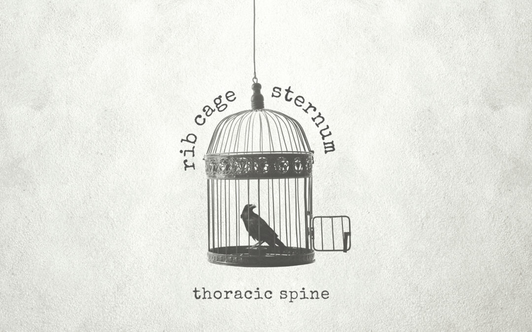 Spine & rib cage