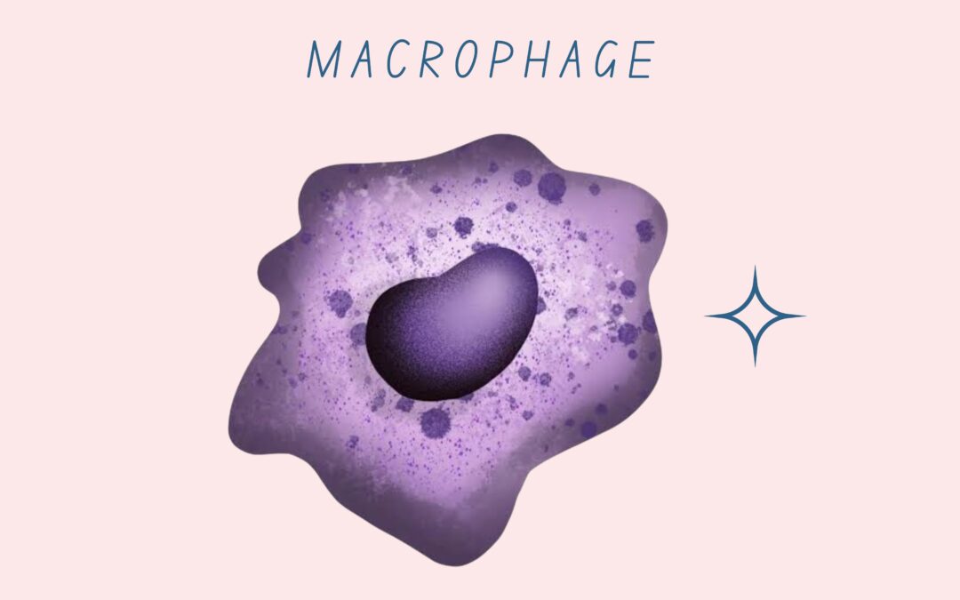 Spine & Phagocytosis